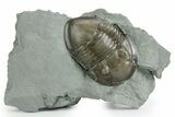 Prone Isotelus Trilobite - Mt Orab, Ohio #351821-1
